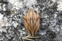 Odontotarsus purpureolineatus