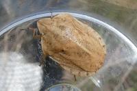 Eurygaster austriaca