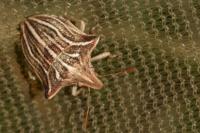 Ancyrosoma leucogrammes