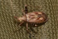 Phytocoris