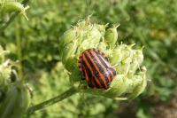 Graphosoma italicum