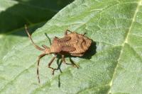 Coreus marginatus