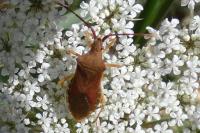 Gonocerus acuteangulatus