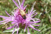 Adelphocoris vandalicus
