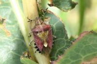 Dolycoris baccarum