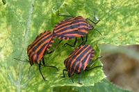Graphosoma italicum