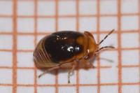 Geocoris erythrocephalus