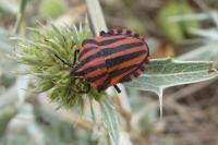 Graphosoma italicum