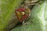 Dolycoris baccarum