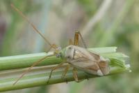 Adelphocoris lineolatus