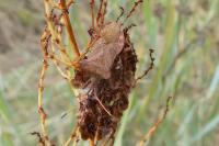 Coreus marginatus