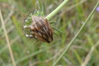 Odontotarsus purpureolineatus