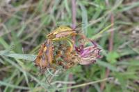 Carpocoris