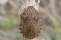 Eurygaster maura