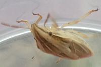 Aelia acuminata