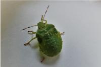 Palomena prasina