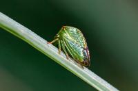 Stictocephala alta