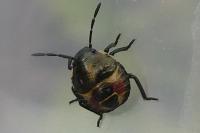 Carpocoris
