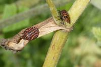 Graphosoma italicum