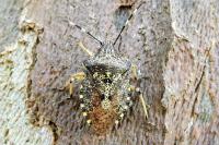 Rhaphigaster nebulosa