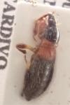 Prostemma sanguineum