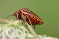 Graphosoma italicum