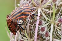 Graphosoma italicum