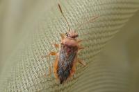 Rhopalus parumpunctatus