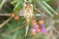 Adelphocoris lineolatus