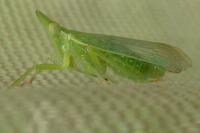 Dictyophara europaea