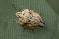 Odontotarsus purpureolineatus