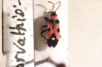 Horvathiolus superbus