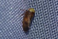 Pediopsis tiliae