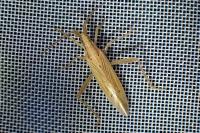 Stenodema laevigata