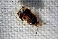 Deraeocoris lutescens