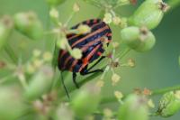 Graphosoma italicum