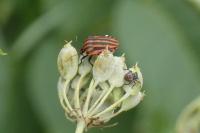 Graphosoma italicum