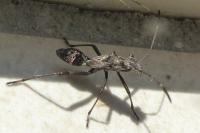 Camptopus lateralis