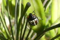 Nezara viridula