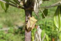 Carpocoris