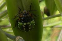 Nezara viridula