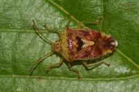 Elasmucha grisea