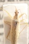 Nabis ferus