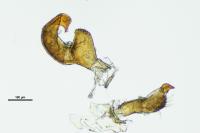 Orthops basalis