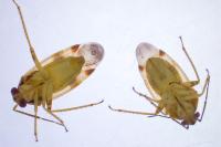 Orthops basalis