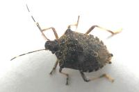 Halyomorpha halys
