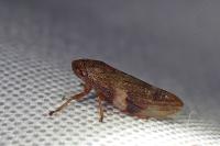 Aphrophora alni