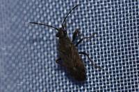 Peritrechus gracilicornis