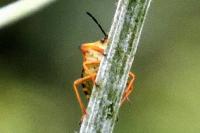 Carpocoris