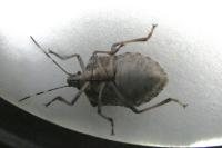 Halyomorpha halys